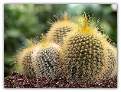 Cute cacti