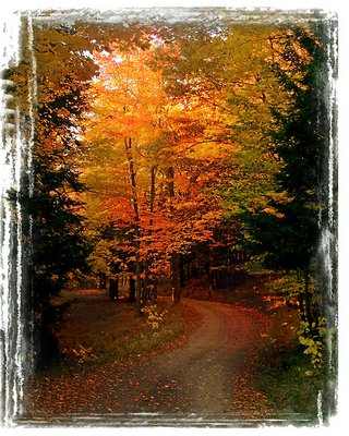 A Walk During the Fall...
