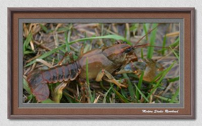 Crawdad