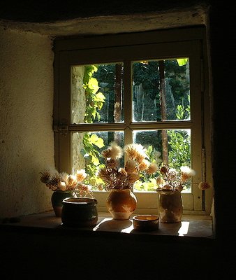 Dry flower at the window