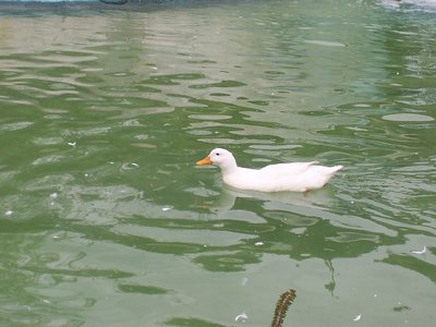 duck