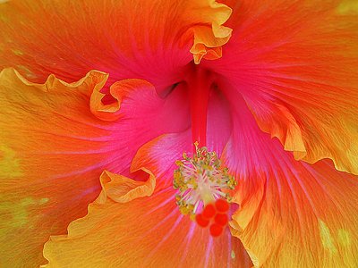 Hibiscus