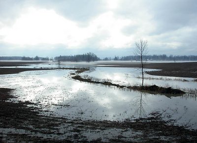 Flooded Field