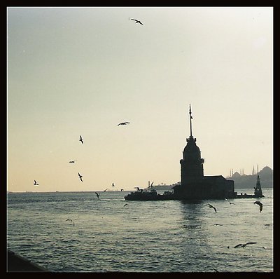 seagulls&maidentower