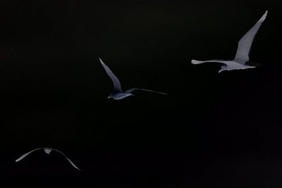 Seagulls fliy