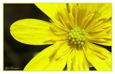 'a single Daisy at the great swamp'