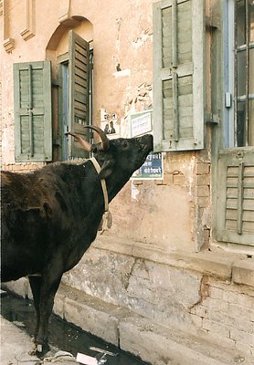 Holy Cow - Varanasi