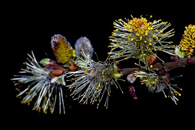 Flowering plant