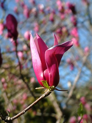 Purple on the tree