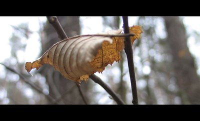 just a leaf...