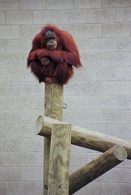 Orangutan on a Stick