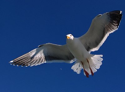 Flying Seagull