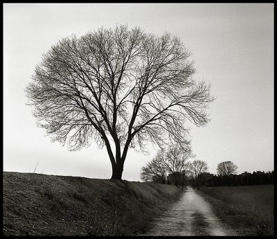 lonely tree