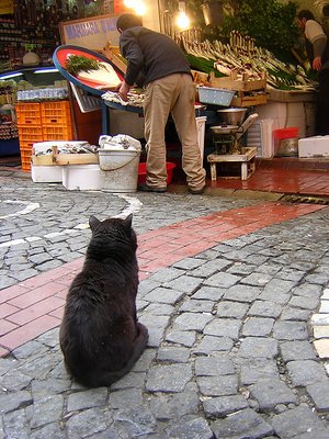 Cat and Fisherman
