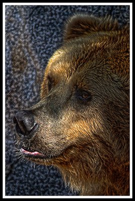 The Bear
