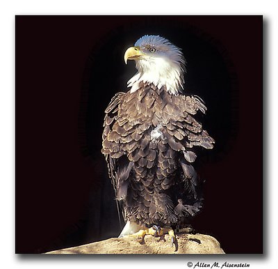 Bald Eagle (s1528)