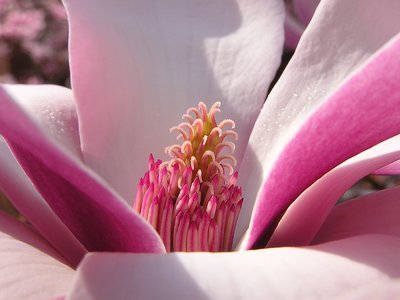 Magnolia flower macro