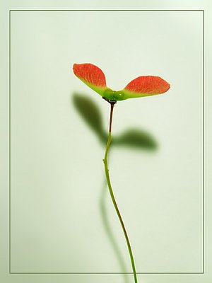 Maple flower in spring