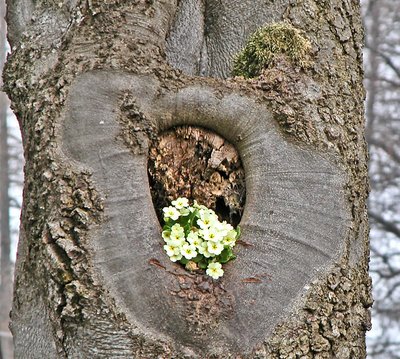 First signs of the spring