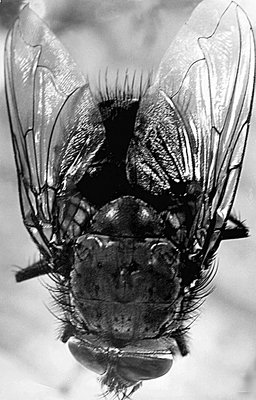 The fly