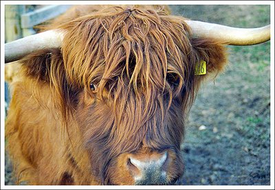 Heilan Coo