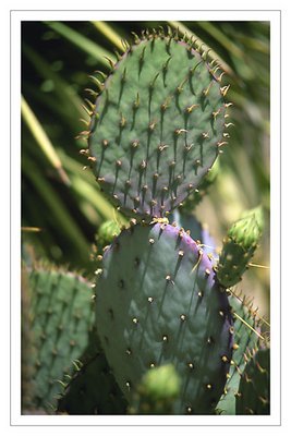 Pear Cactus