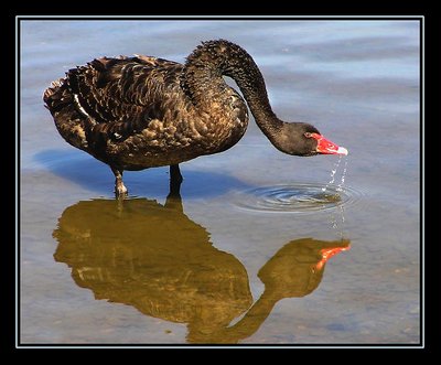 Swan Reflected