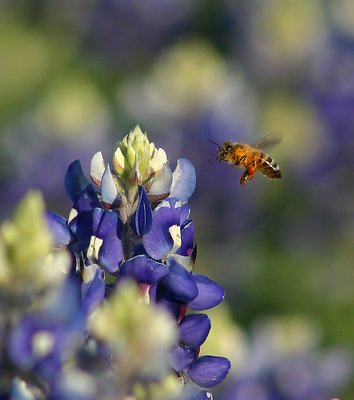 Bee in the Bonnets