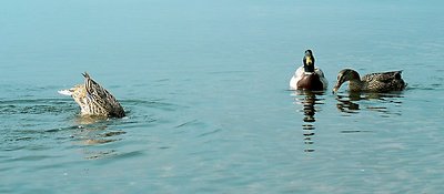 the dive