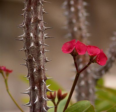 Spikes