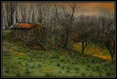 hut in the forest