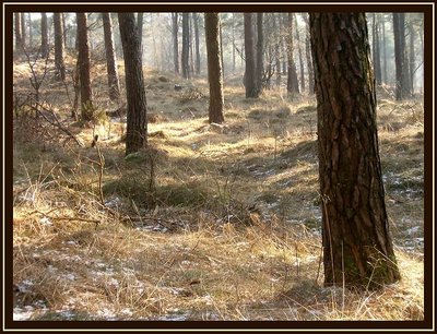 Sunspots on the forrest ground