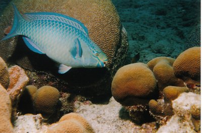 Queen Parrotfish  (Bonaire)