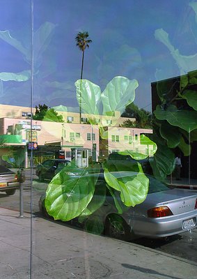 Plant in Window