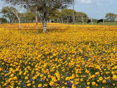 Wild Flower Dreams