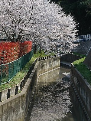 Cherry and canal.