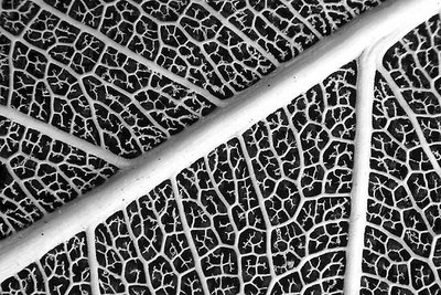 Natures Patterns