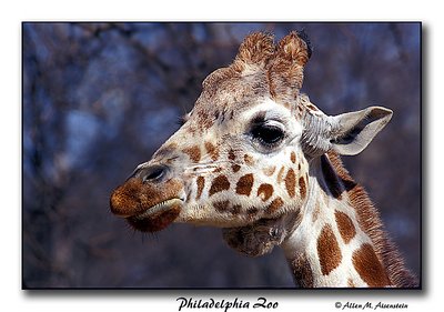 Giraffe (s1537)