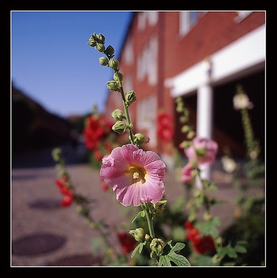 Flowers 3