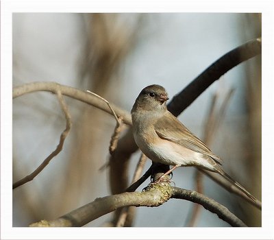 Dark-eyed Junco