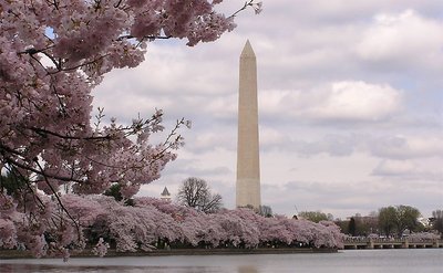 Washington Monument cherry blossom