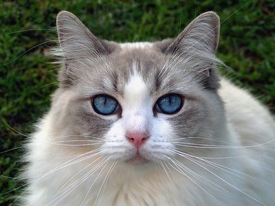 Blue Eyed Beauty