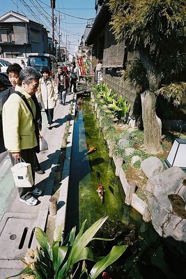 Goldfish in the Gutter