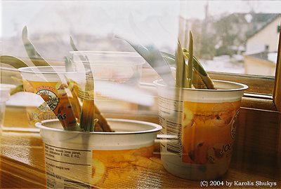 Onionisssimo No.1
