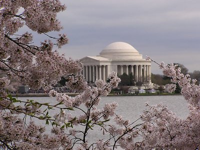 Jefferson Memorial Cherry blosson