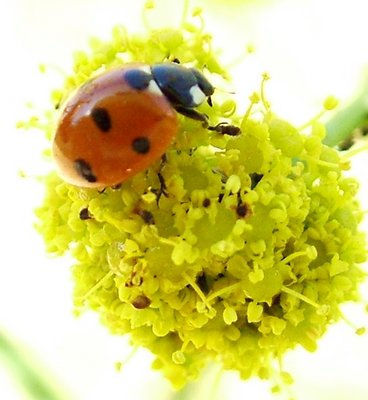 Ladybird