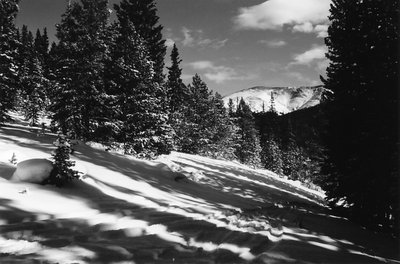 Tree Shades on Snow