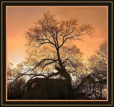 Tree in Silhouette by Sunset