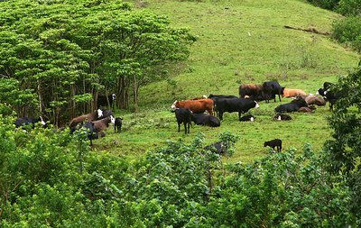 Peaceful Grazing