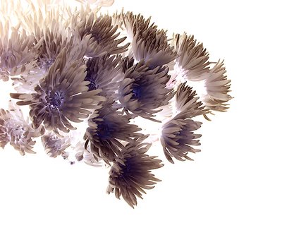 Inverted Chrysanthemum